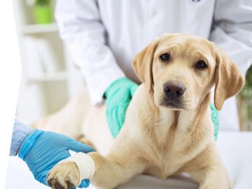 veterinaire-chien