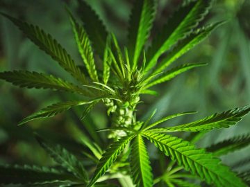 graine cannabis